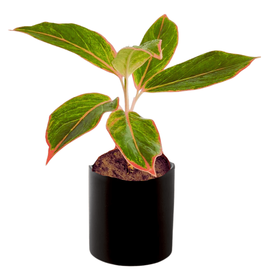 aglaonema lipstick plant benefits Aglaonema Lipstick Red