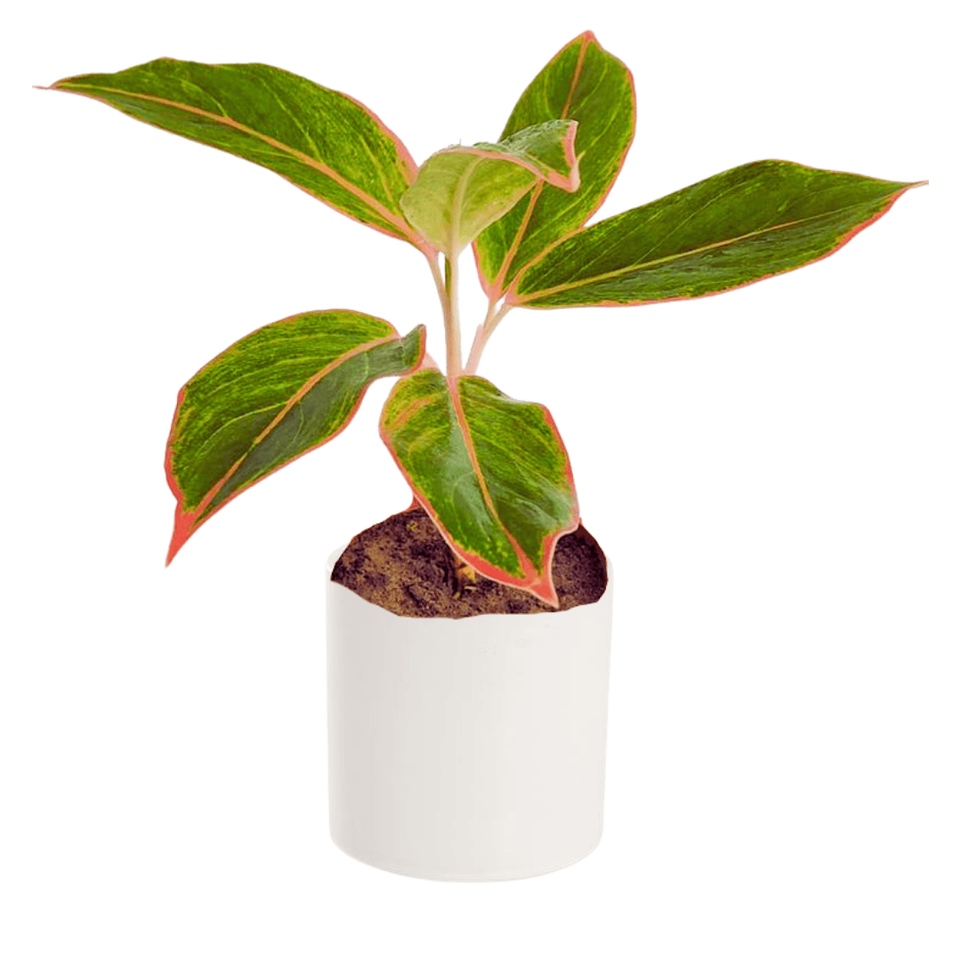 aglaonema lipstick benefits Aglaonema Lipstick Red