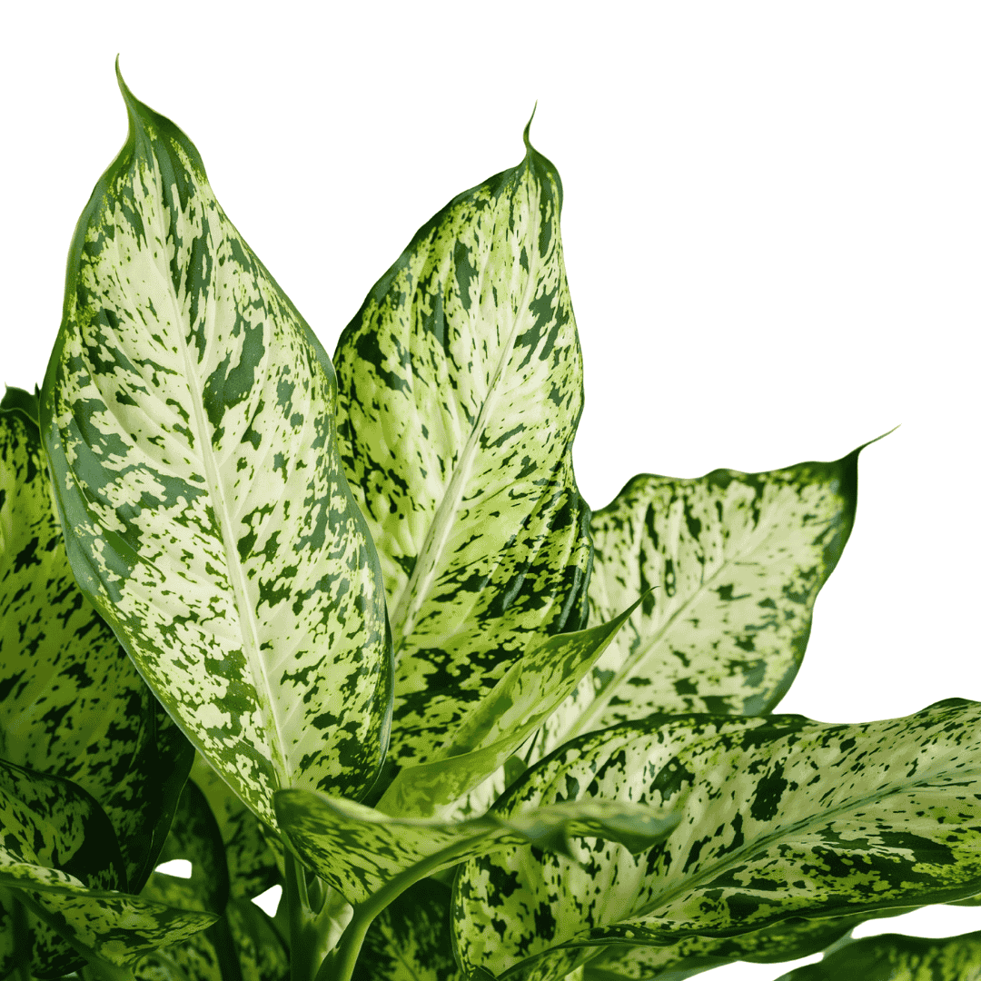 dieffenbachia maculata 'summer style' Dieffenbachia Maculata