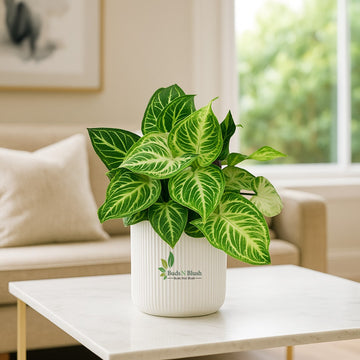 Syngonium Reticulata