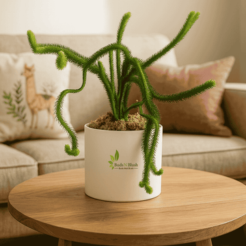 Lycopodium Fern