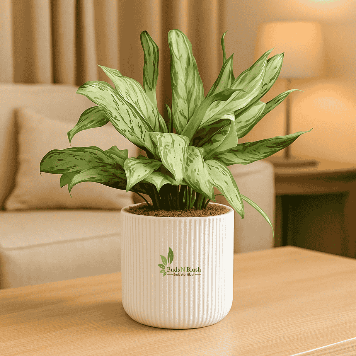 Aglaonema Silver Queen