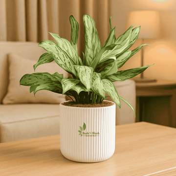 Aglaonema Silver Queen