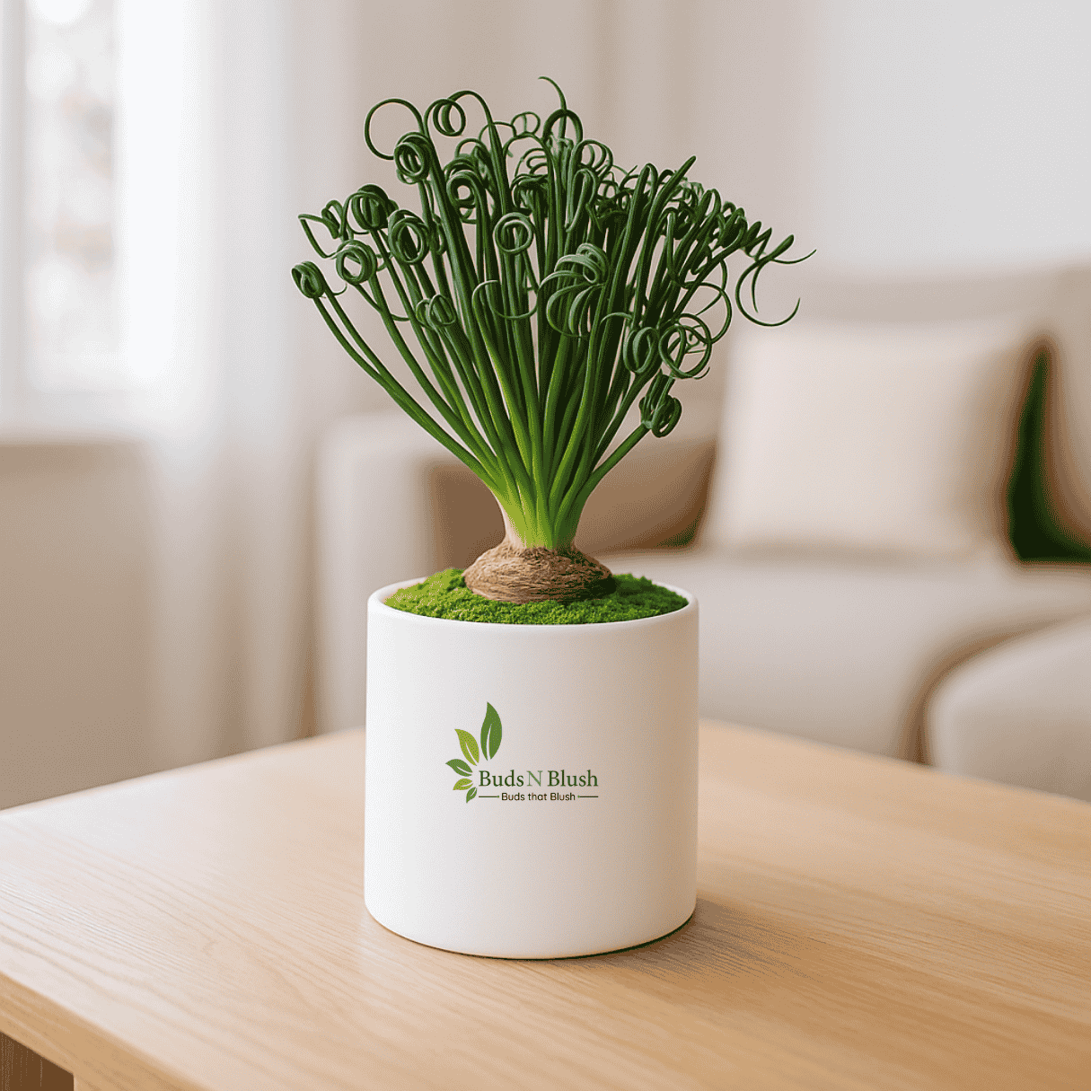 Albuca Spiralis