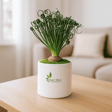 Albuca Spiralis