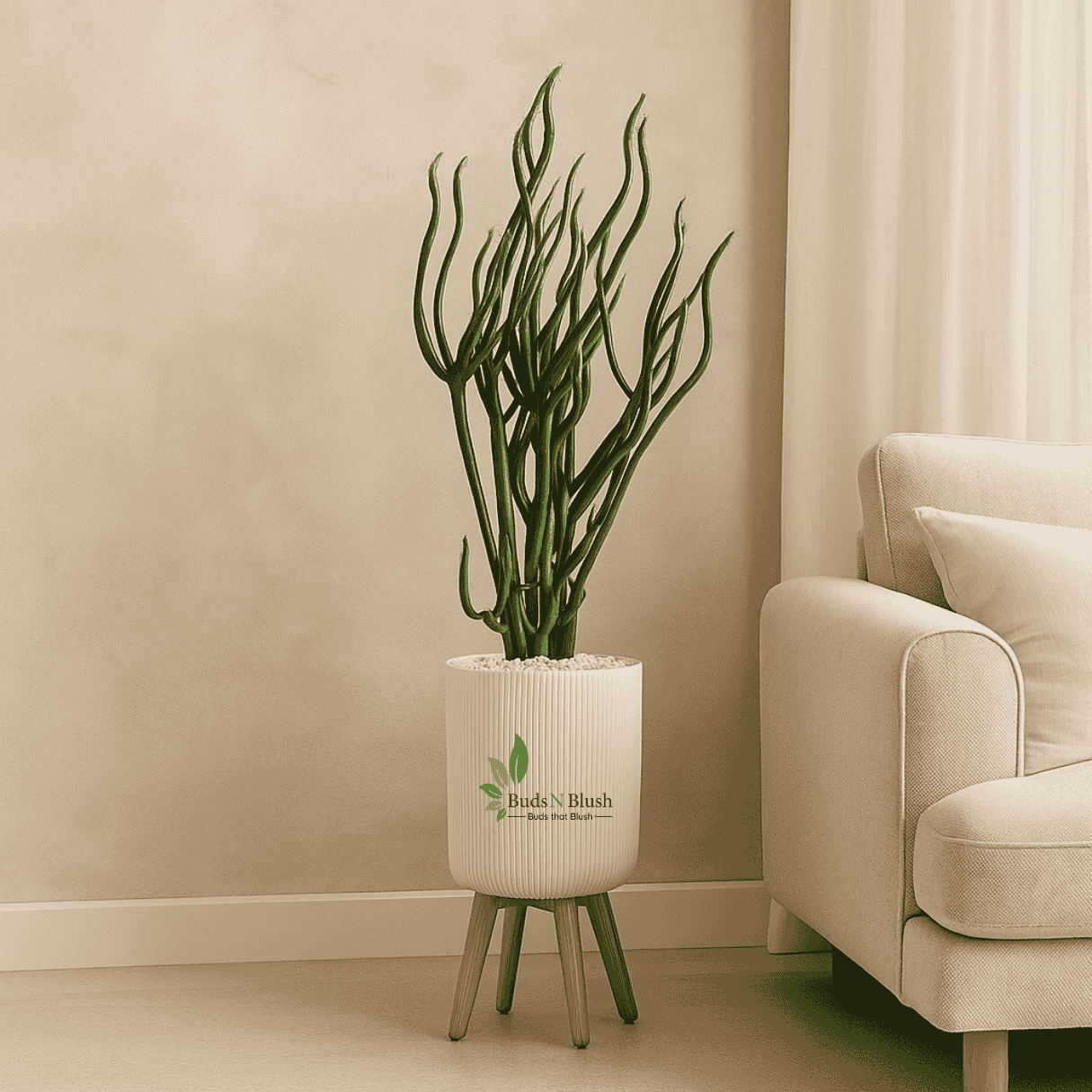 Pencil Tree / Flame Plant