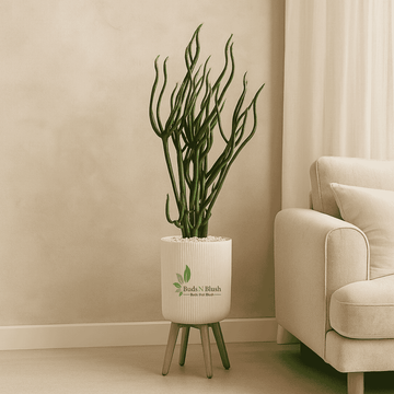 Pencil Tree / Flame Plant