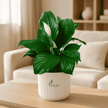 Broad leaved Peace Lily