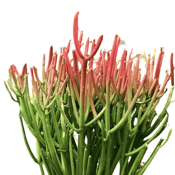 Pencil Tree / Flame Plant