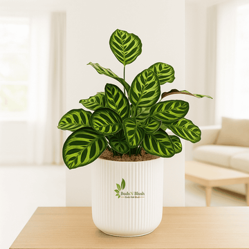 Calathea Makoyana