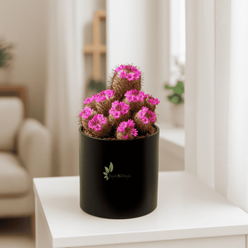 Mammillaria Bombycina