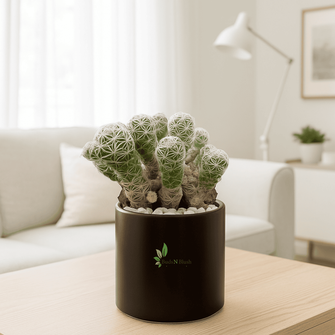 Mammillaria Gracilis, Thimble Cactus