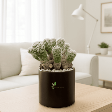 Mammillaria Gracilis, Thimble Cactus