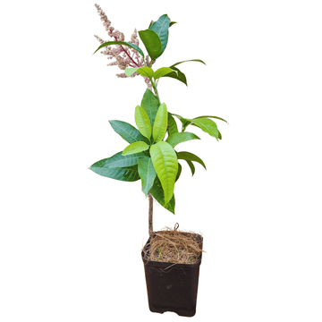 Thai All Season Mango