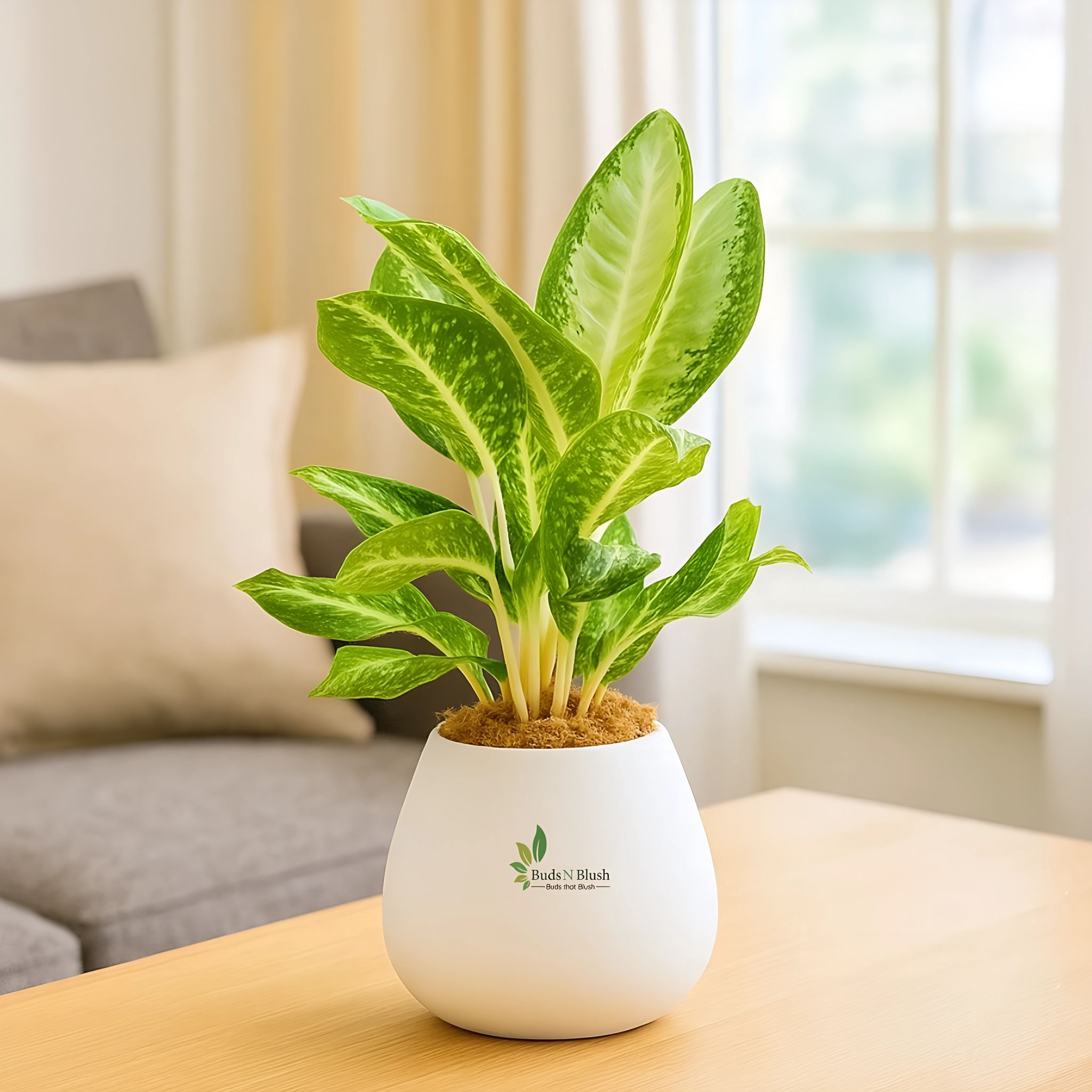 Aglaonema Manila White