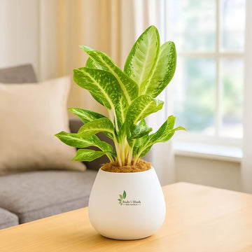 Aglaonema Manila White