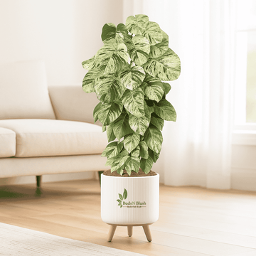 Marble Queen Pothos
