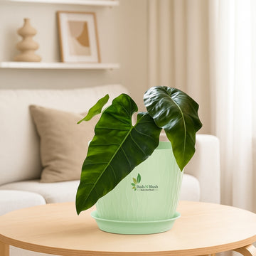 Philodendron Mexicanum