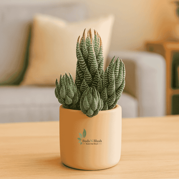 Haworthia Reinwardtii