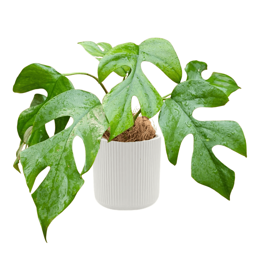 philodendron minima vs monstera minima Monstera Minima