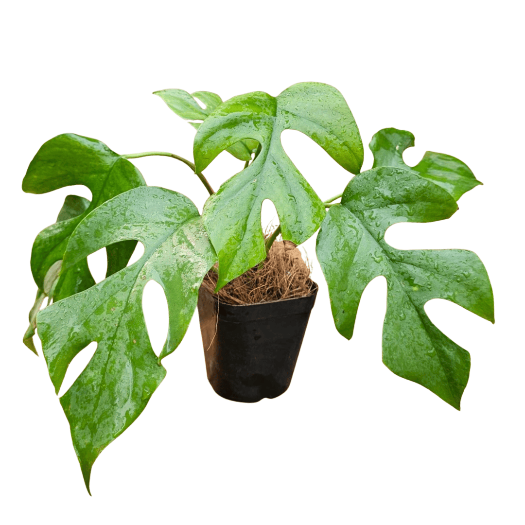 Monstera Minima