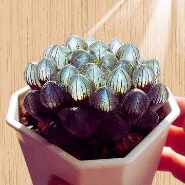 Mirror Ball Haworthia, Rare Easy Succulent