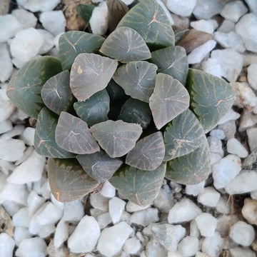 Mirror Ball Haworthia, Rare Easy Succulent