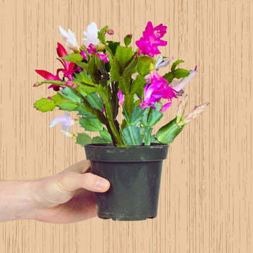 Set of 3 Color Christmas Cactus