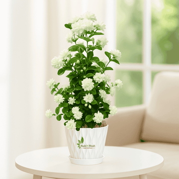 Mogra Plant