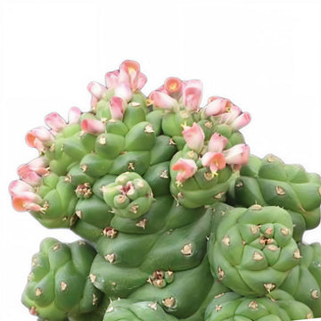Monadenium Ritchiei