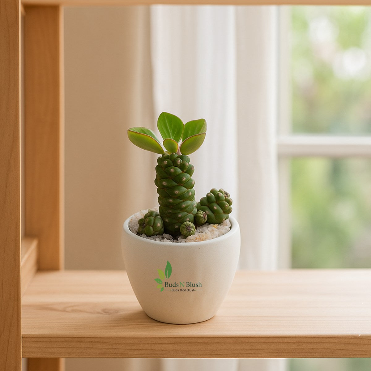 Monadenium Ritchiei