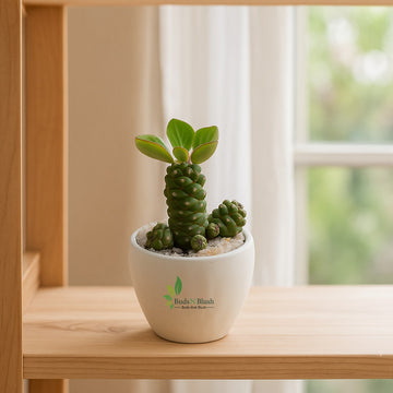 Monadenium Ritchiei