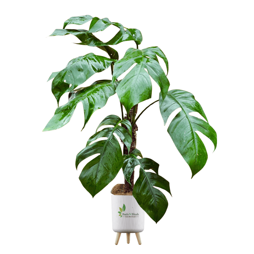 dragon monstera plant Dragon Tail Monstera Plants