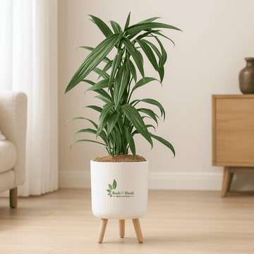 Narrow Leaved Monstera