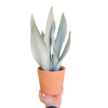 Sansevieria Moonshine