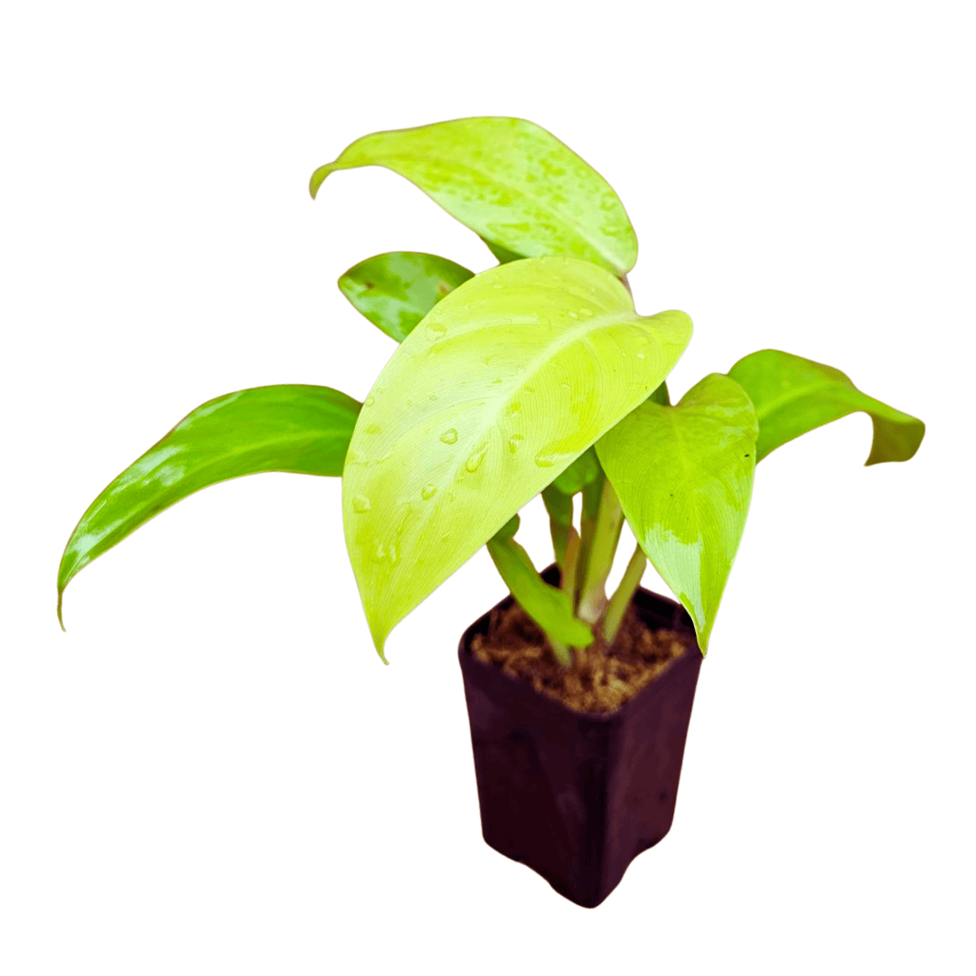 moonshine plant philodendron Philodendron Moonshine