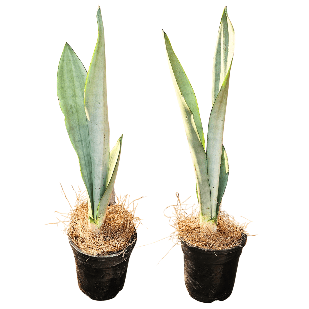 sansevieria seafoam Sansevieria Moonshine
