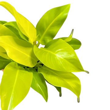 Philodendron Moonshine