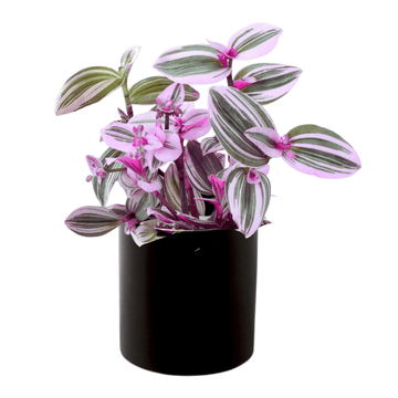Pink Wandering Jew Nanouk