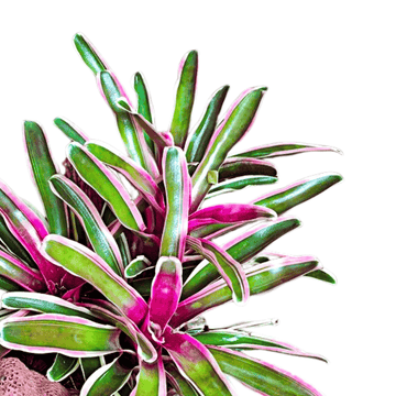 Neoregelia Bromeliad White Striped