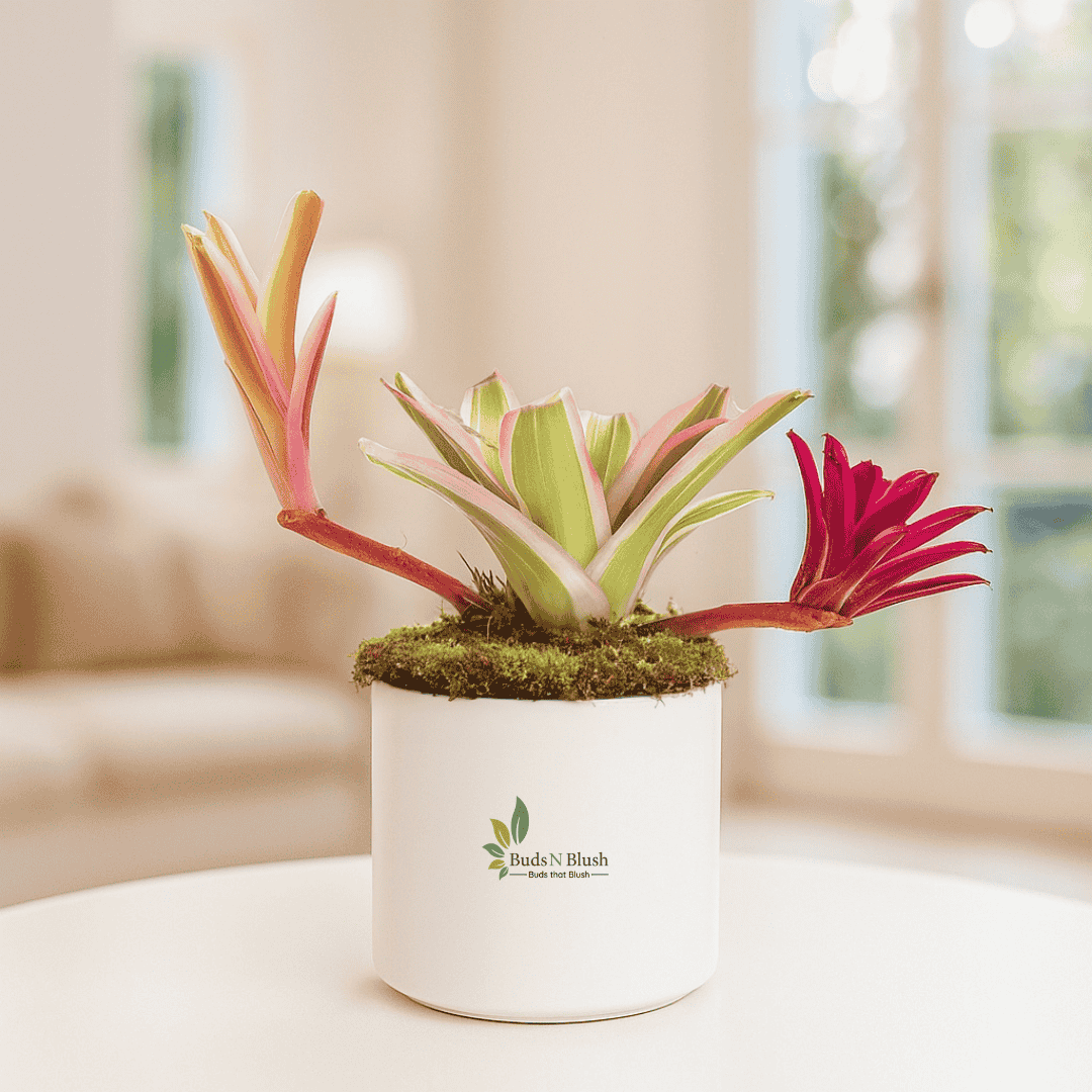 Neoregelia Bromeliad White Striped