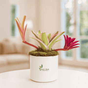 Neoregelia Bromeliad White Striped