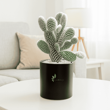 Opuntia Bunny Ear White