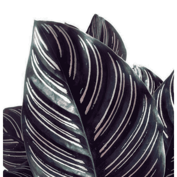 Calathea Ornata