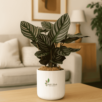 Calathea Ornata