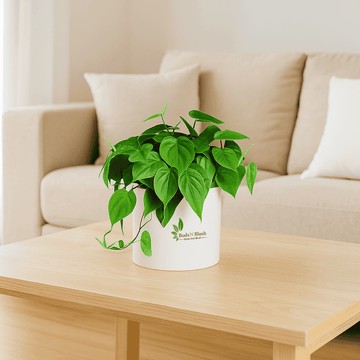 Oxycardium Green Pothos