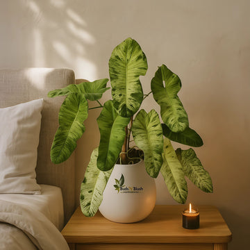 Philodendron Paraiso Verde Rare