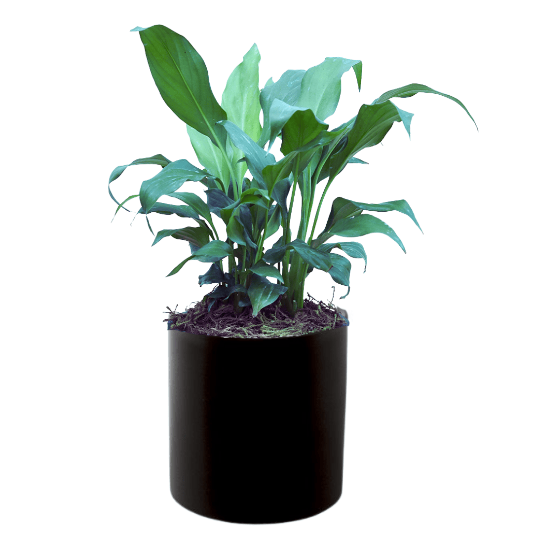 peace lily plant price in india Buy Peace Lily Plants Online