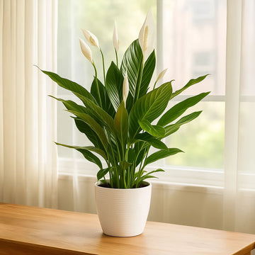 Peace Lily