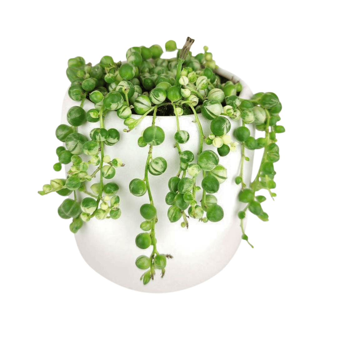 variegated pearls succulent String of Pearls Variegated